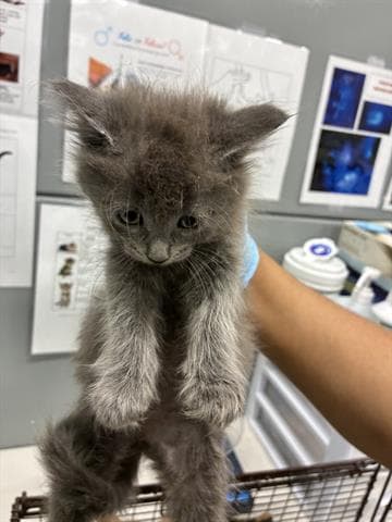 Smokey - Domestic Long Hair