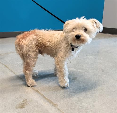 Unknown - Maltese