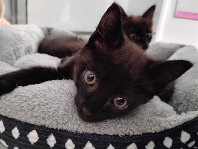 Secret - Domestic Medium Hair