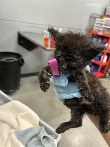 Suzy - Domestic Medium Hair