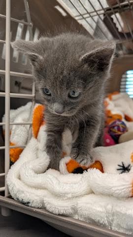 Delilah - Domestic Short Hair
