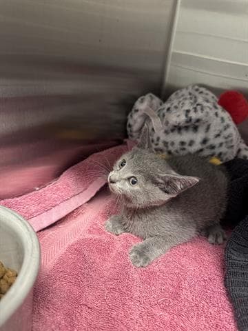 Alex - Domestic Short Hair