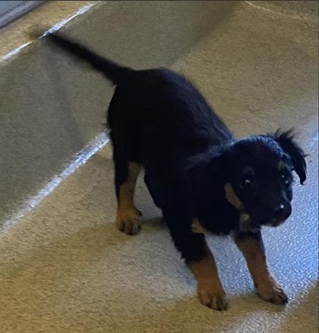 Bebe - Terrier