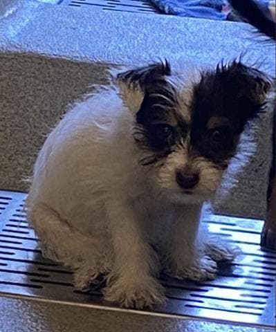 Cece - Terrier