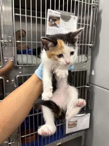 Carli - Domestic Medium Hair