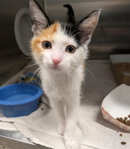 Carli - Domestic Medium Hair