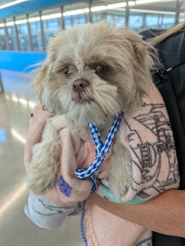 Beatrice - Shih Tzu