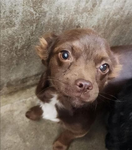 Ruby - Chihuahua
