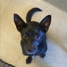 Chloe image 1