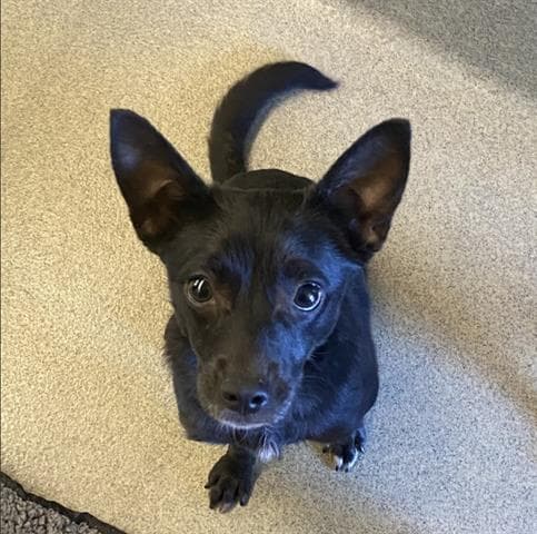 Chloe - Chihuahua