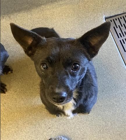 Chanel - Chihuahua