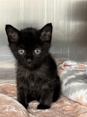 Aspen - Domestic Short Hair