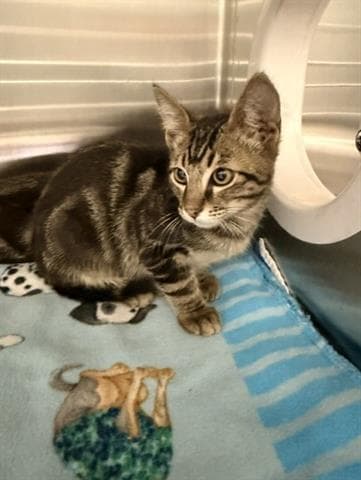 Moose - Domestic Short Hair