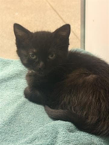 Nova - Domestic Medium Hair
