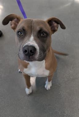 Rocco image 1
