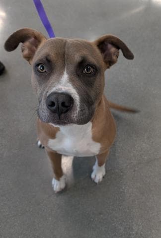 Rocco - Pit Bull Terrier