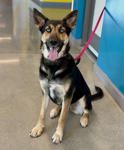 Zoey - German Shepherd Dog