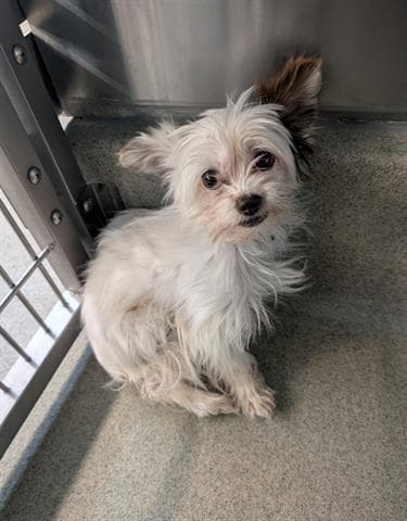 Buffy - Yorkshire Terrier Yorkie