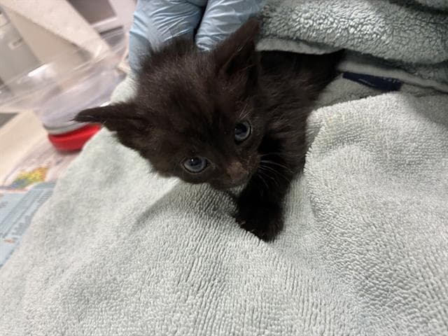 Bo Peep - Domestic Medium Hair