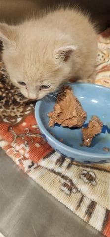 Nemo - Domestic Short Hair
