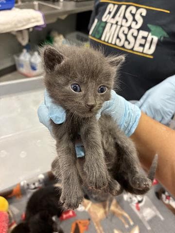 Onyx - Domestic Short Hair
