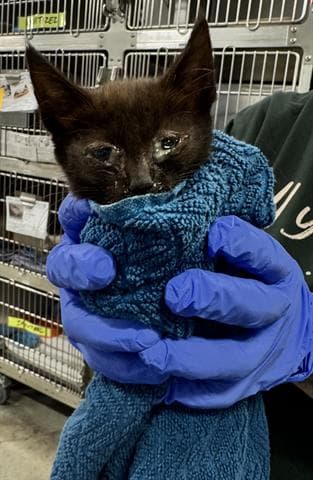 Adriana - Domestic Medium Hair
