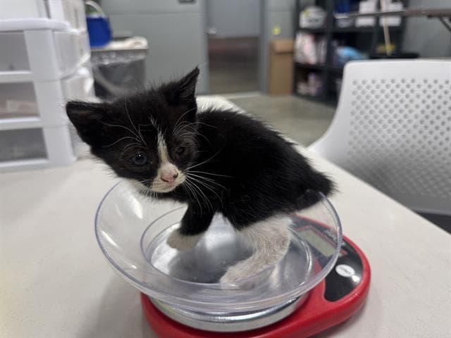 Jelly Bean - Domestic Short Hair