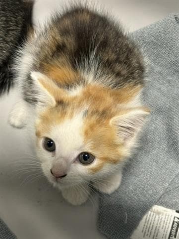 Cashmere - Domestic Short Hair