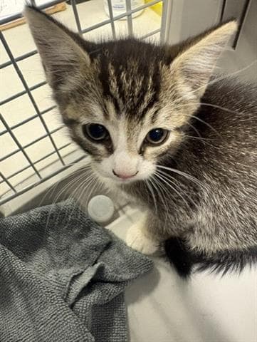 War Machine - Domestic Short Hair