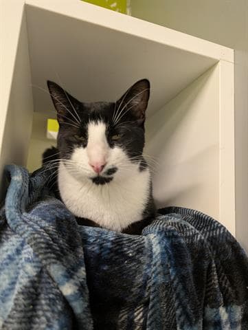 Bandito - Domestic Short Hair