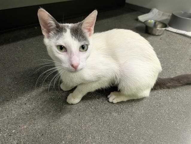 Loal - Domestic Short Hair