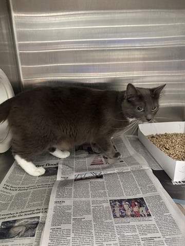Barn Cat Queso - Domestic Short Hair