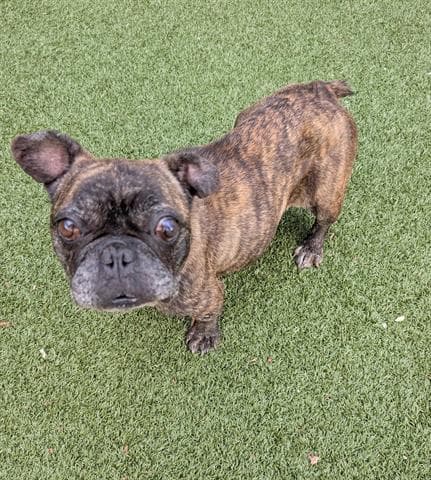 Boba - French Bulldog