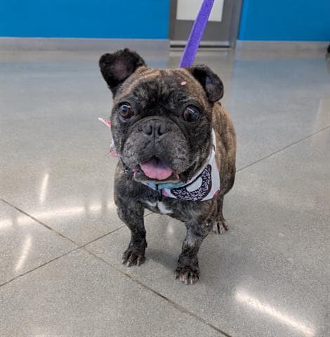 Boba - French Bulldog