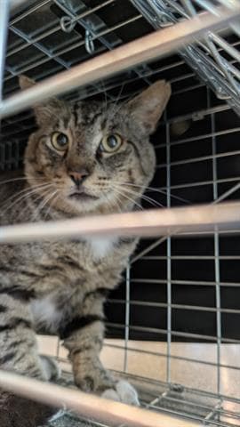 Unknown - Domestic Medium Hair