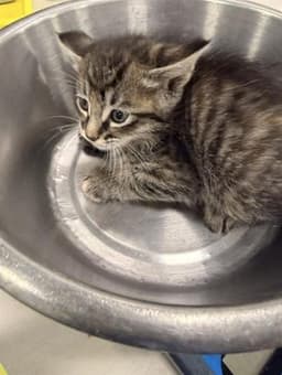 Delilah image 1