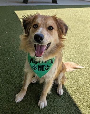 Rusty - Border Collie