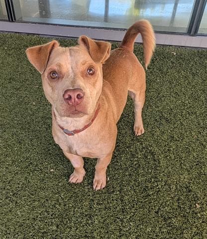 Copper - Chihuahua