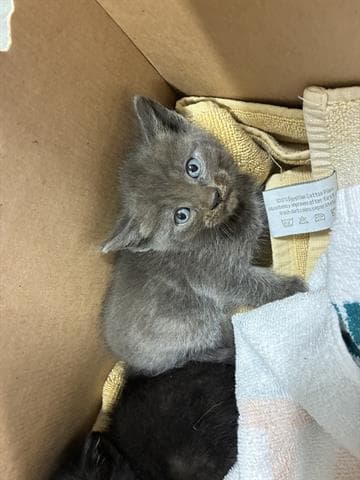 Weston - Domestic Short Hair