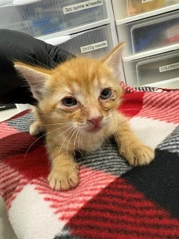 Scallywag - Domestic Short Hair