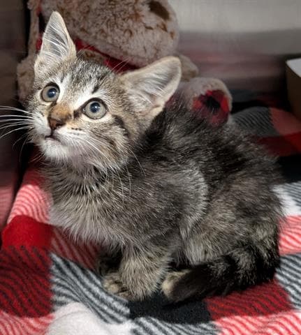 Jojo - Domestic Short Hair