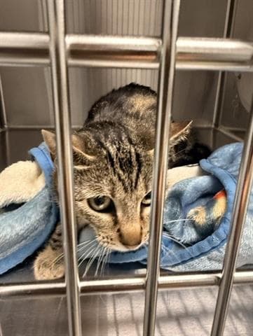 Catwoman - Domestic Short Hair