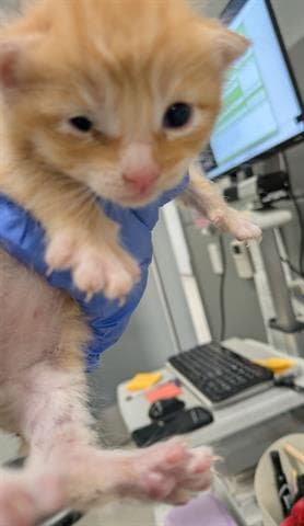 Scampi - Domestic Short Hair