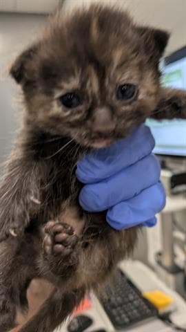 Oyster - Domestic Short Hair