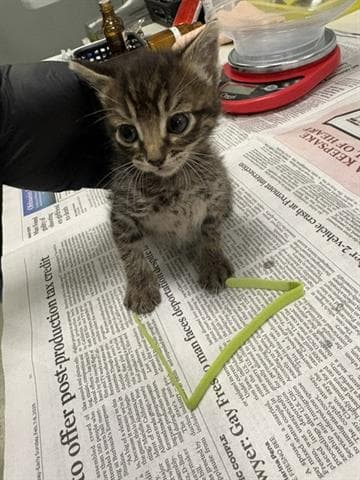 Bella - Domestic Short Hair