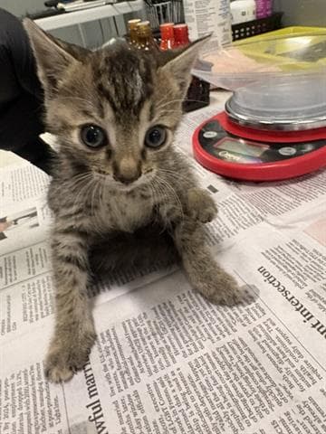 Mocha - Domestic Short Hair