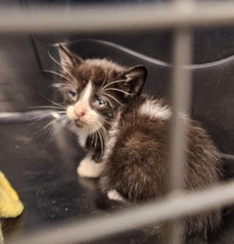 Arizona - Domestic Short Hair