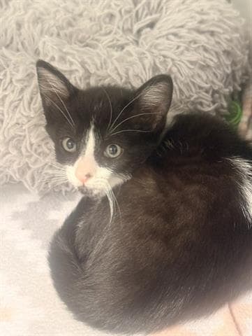 Arizona - Domestic Short Hair