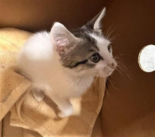 Abby - Domestic Short Hair