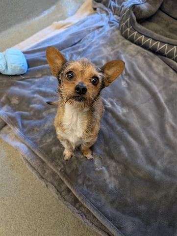 Tyson - Chihuahua